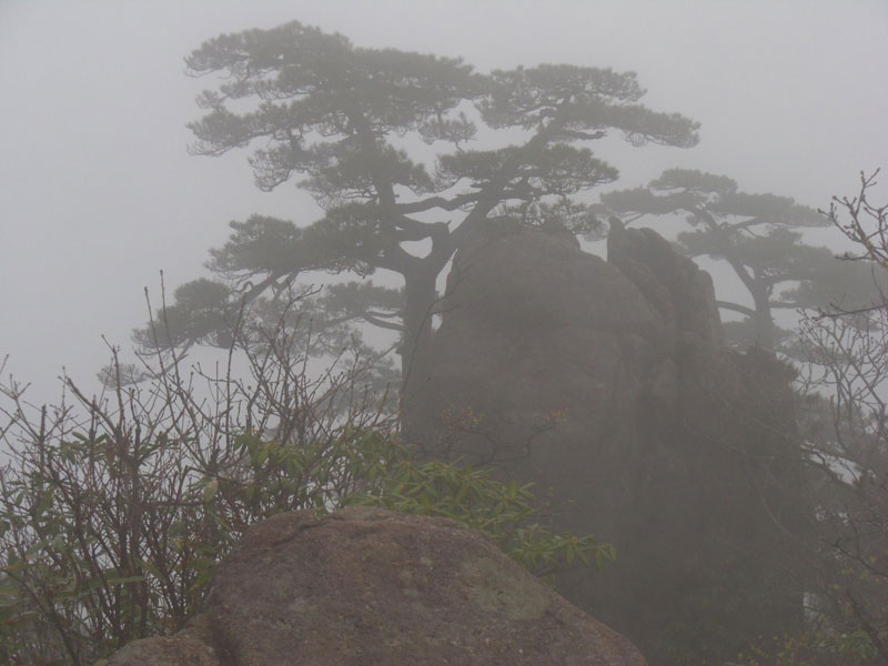 Pin et brume dans les HuangShan, 2014