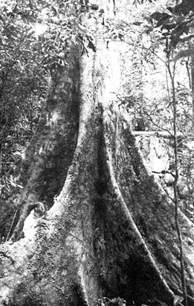  Une petite fille au pied d'un Dracoatomelea Dao vieux de 200 ans dans une réserve naturelle, les politiques du gouvernement reflètent son souci à l'égard des forêts