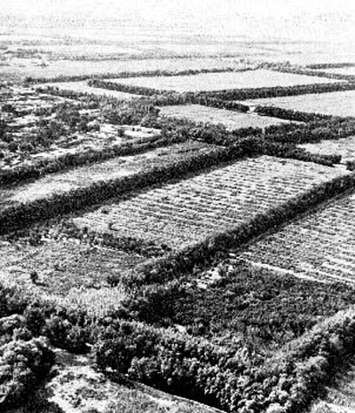 Cultures protégées par des arbres dans la région autonome de Uïghur, les 