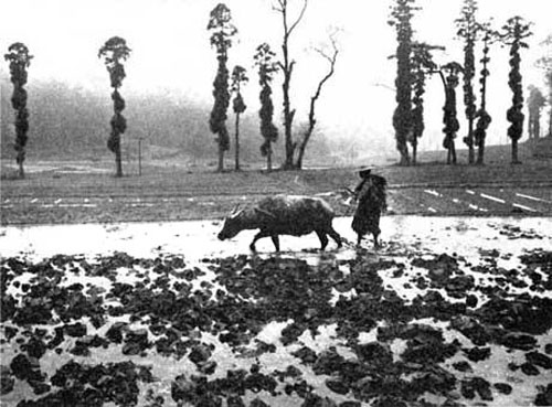 Labour de printemps dans la province de Zhejiang, des efforts sont faits pour intégrer arboriculture et agriculture