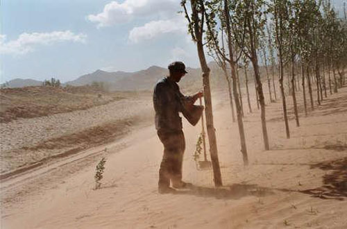 plantation de peupliers au cœur du désert