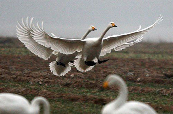 La zone humide du fleuve Jaune dans le comté de Pinglu est maintenant un habitat d'oiseaux migrateurs comme les cygnes, grâce à son environnement amélioré. Photo http://domi5282.canalblog.com/archives/2009/02/03/12408585.html