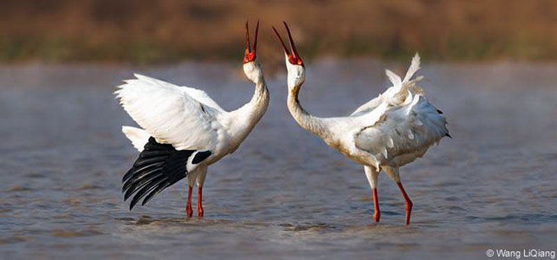 Grues blanches de Sibérie dans es eaux du Huanghe