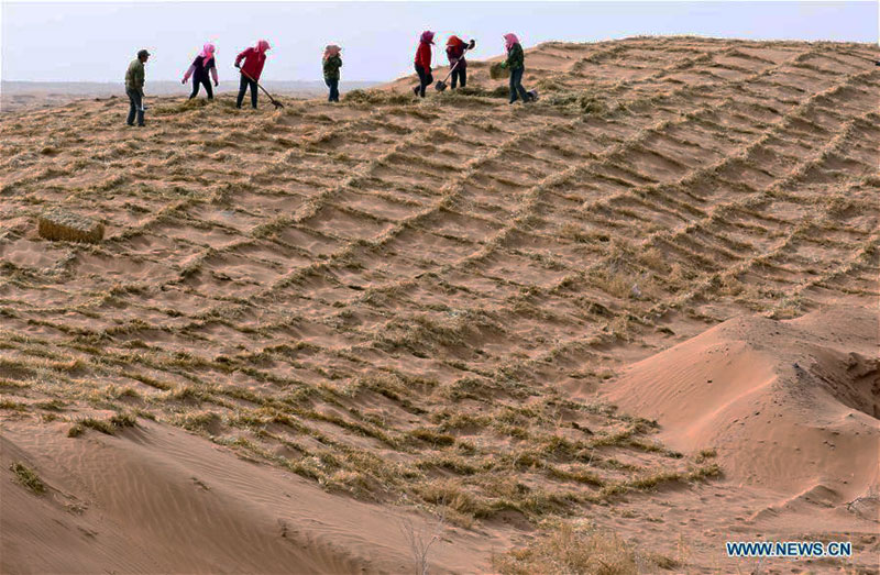 Fabrication de barrières de sable en damiers de paille dans le district de Gulang, dans la province du Gansu (nord-ouest de la Chine)