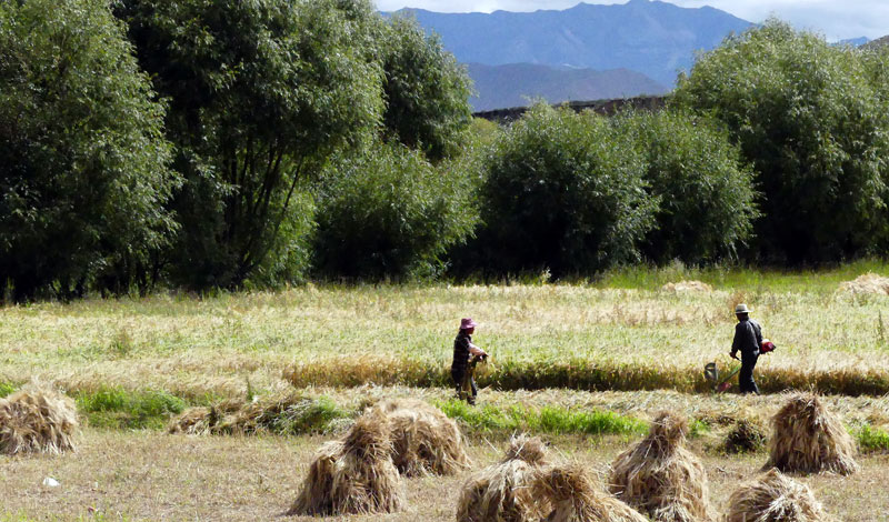 Récolte de l'orge près de Zedang en septembre 2019