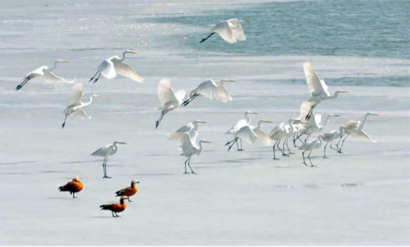 L'arrivée des aigrettes blanches aux zones humides de la Réserve naturelle nationale du lac Haba du Ningxia 