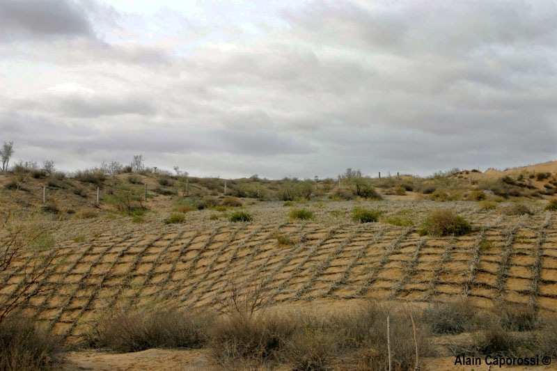 Dunes végétalisées dans le nord du Ningxia (2005)