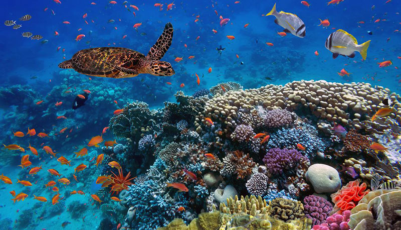 Responsable du déclin de la biodiversité marine, l'Homme pourrait pourtant la restaurer d'ici 2050