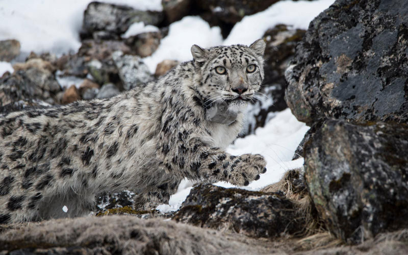 Le léopard des neiges, placé sous haute surveillance