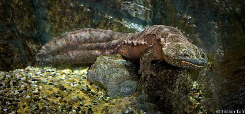 La salamandre géante de Chine, une espèce menacée