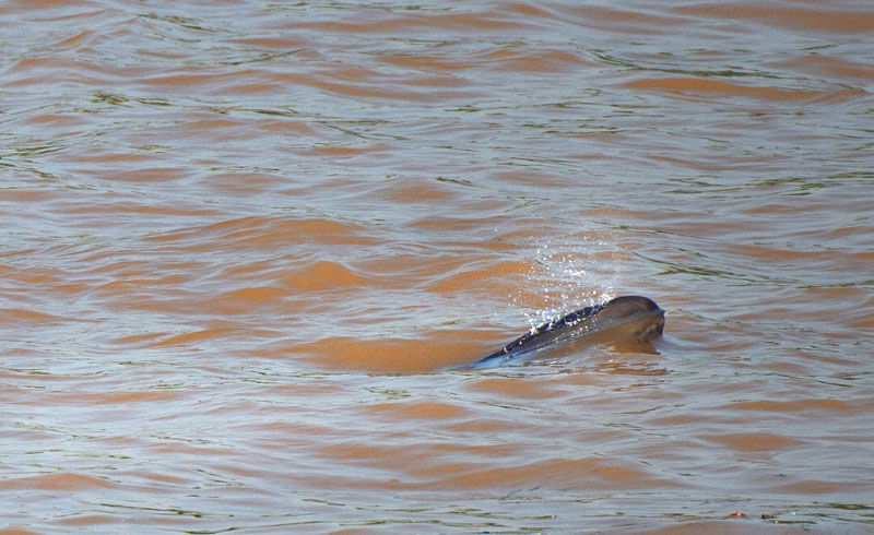 Un marsouin aptère nage dans le fleuve Yangtsé à Yichang, dans la province chinoise du Hubei, le 3 août 2020. Le marsouin aptère, une espèce endémique de Chine, est un indicateur important de l'écologie du Yangtsé. (Photo : Lei Yong)