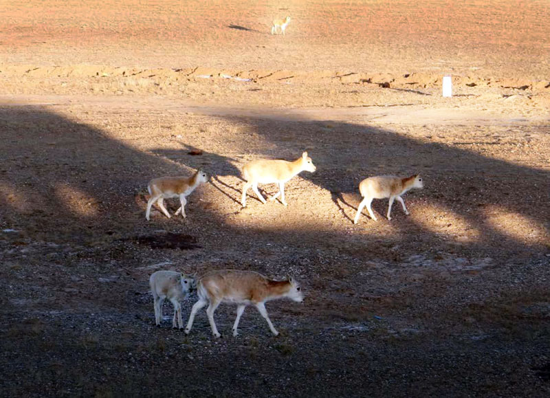Antilopes du Tibet (Pantholops hodgsonii) © UICN / Chimed Ochir-Bazarsad