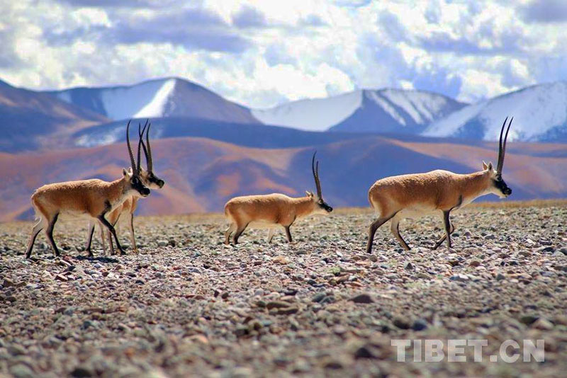 migration des antilopes vers la réserve de Hoh Xil