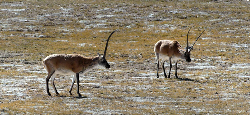 antilopes du Tibet ou « chirou », près de Nyima (septembre 2019)