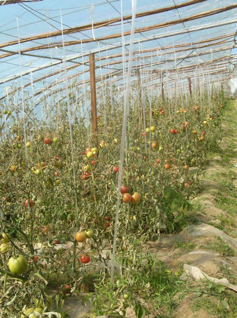 serre à légumes dans la banlieue de Lhassa (2019)