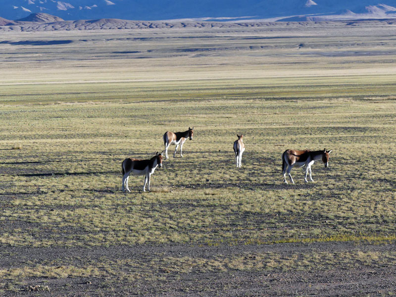 Kiang ou ânes sauvages du Tibet dans la réserve de Changtang (à Gerze, Elisabeth martens septembre 2019)