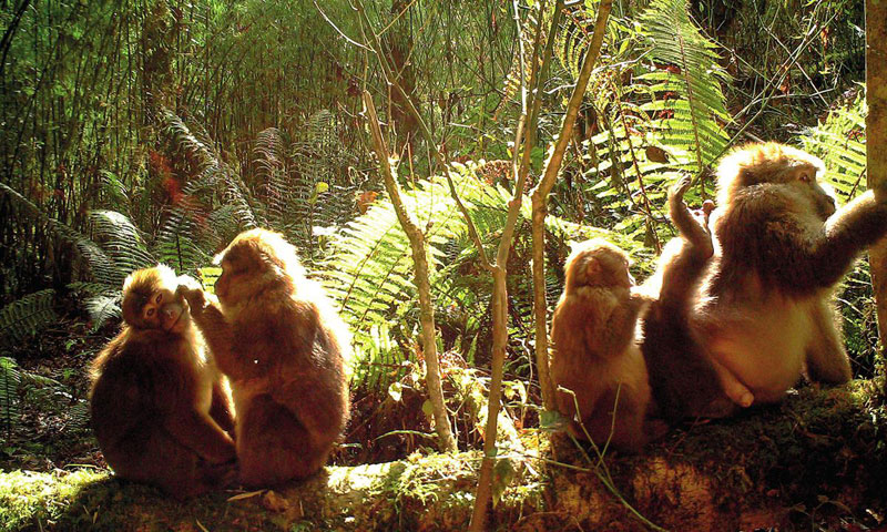 Chine biodiversite vallee Yarlung Zangbo 03