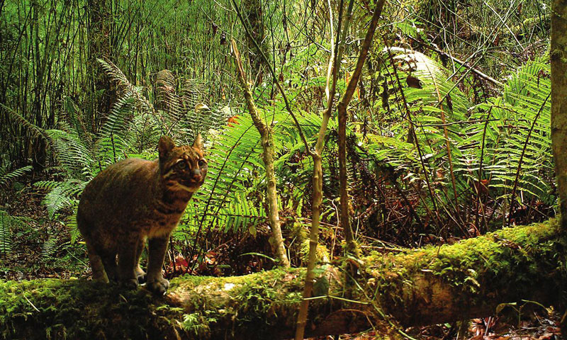 Chine biodiversite vallee Yarlung Zangbo 05