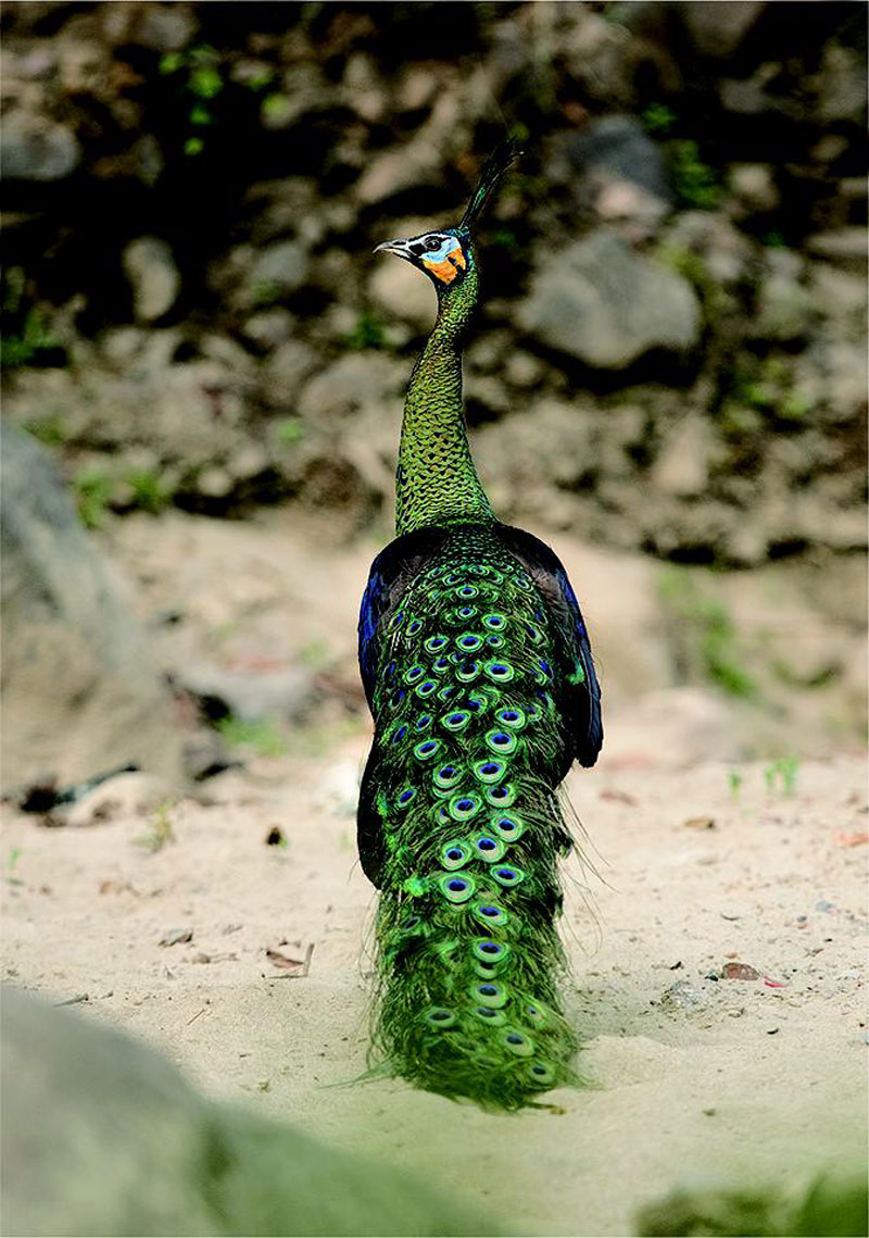 Un paon spicifère (Photo fournie par Friends of Nature)