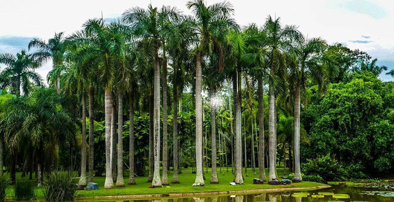 Jardin botanique tropical de Xishuangbanna à Menglun