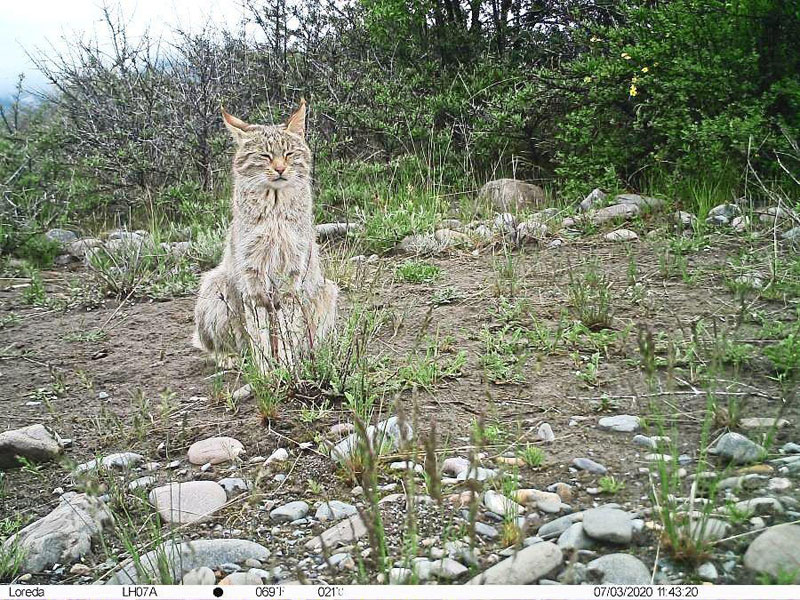 Chat sauvage du désert 