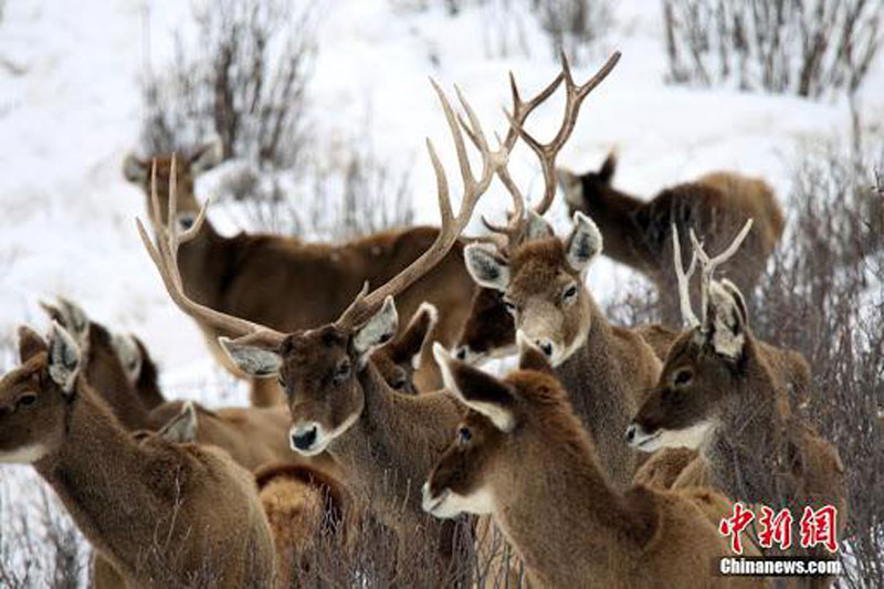 Cerfs à lèvres blanches en province tibétaine