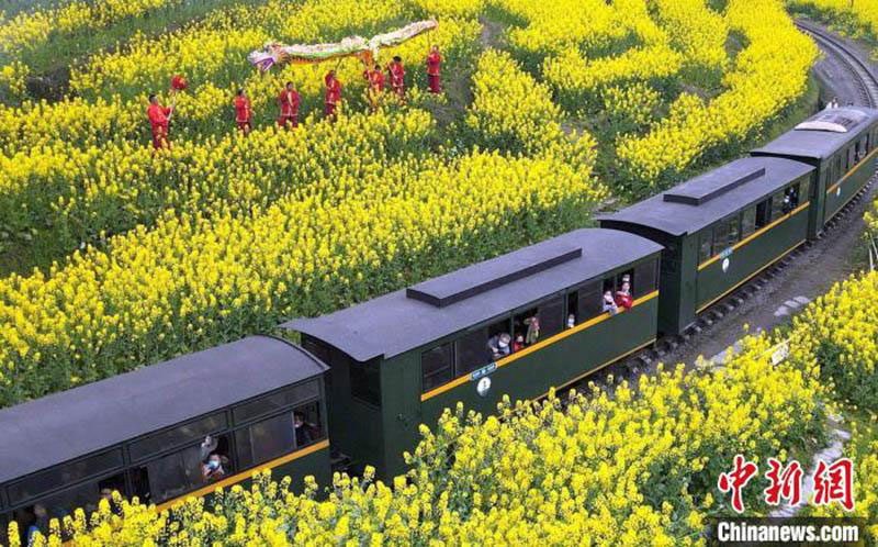 le « train à vapeur à destination du printemps » célèbre l'arrivée du printemps et des fleurs de colza dans dans la province du Sichuan