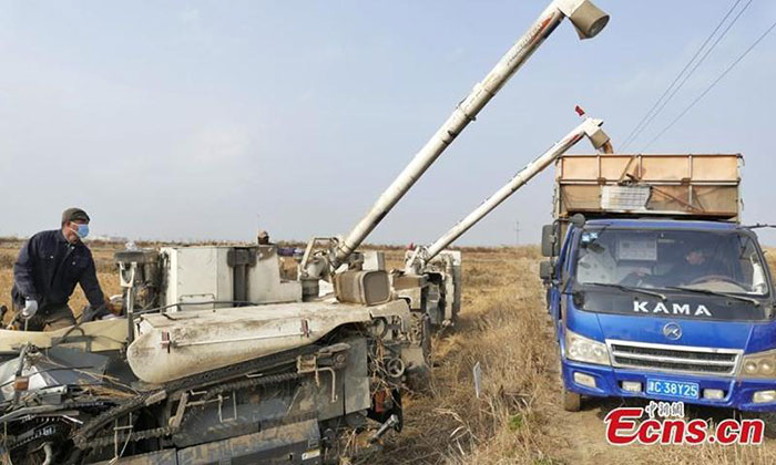 La Chine lance le repiquage à grande échelle du « riz à l’eau de mer » pour stimuler la production.