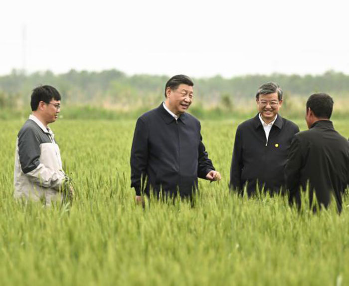 Le président chinois Xi Jinping dans un champ de blé, lors d’un déplacement dans la province du Hebei (Chine), le 11 mai 2023. XINHUA/YAN YAN/EPA/MAXPPP