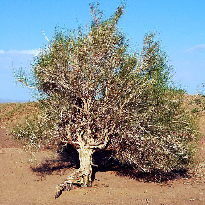 Saxaul ou Saxaoul (Haloxylon ammodendron ) dans le désert de Gobi