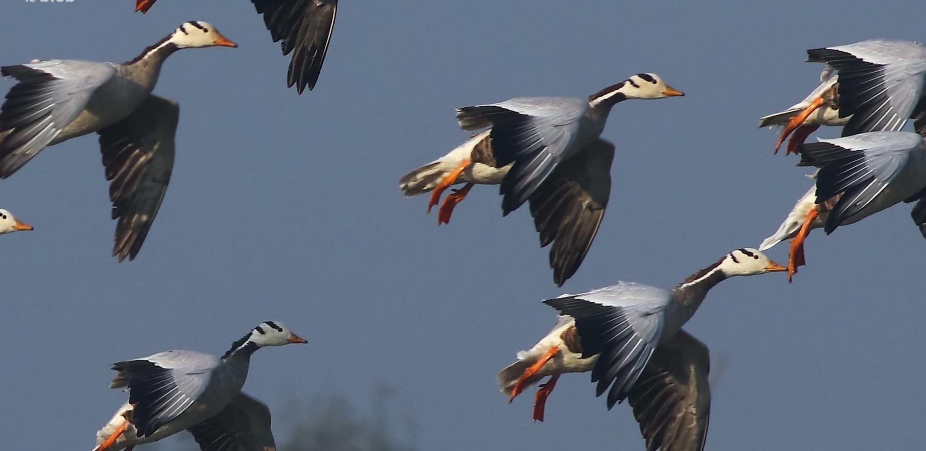 L'oie à tête barrée est le seul oiseau capable de survoler les sommets de l’Himalaya