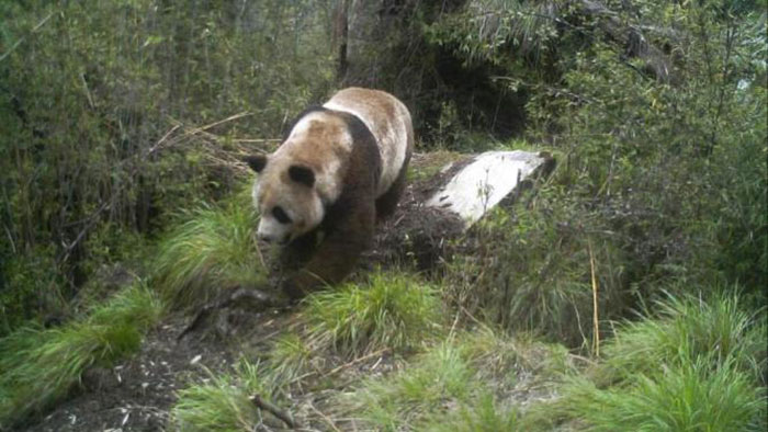Mieux réintégrer les pandas géants en milieu naturel (photo, La Chine au présent, 23-06-13)