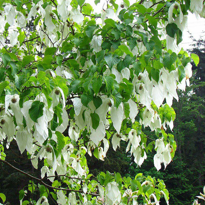   Davidia involucrata ou 