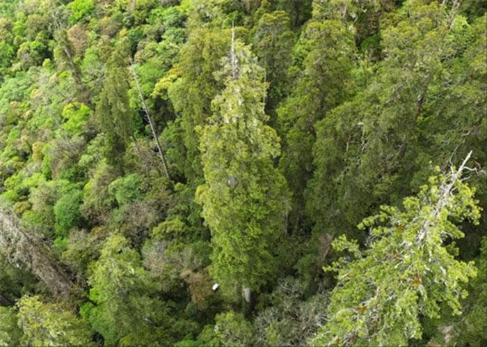 le plus grand Cupressus torulosa ou Cyprès de l'Himalaya (photo Xinhua)