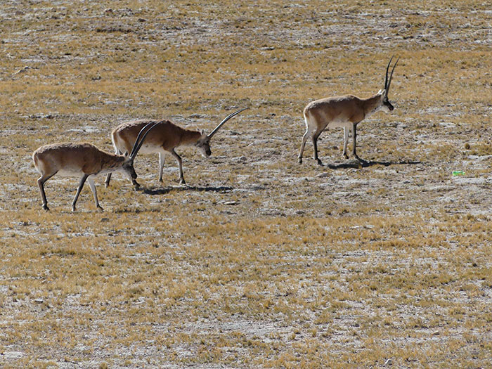 Antilopes du Tibet dans la réserve de Changtang (septembre 2019)