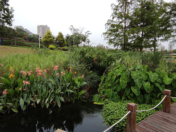 En plein décembre, une végétation luxuriante dans le parc de la rivière Nakao (photo : Albert Ettinger)