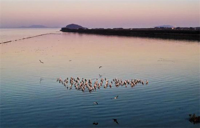 Décembre 2022: dans le parc national de zone humide Sanhe dans la ville de Hefei de la province de l'Anhui (dans l'est de la Chine), une centaine de tantales passent l'hiver (Wang Shibao/Pic.people.com.cn)