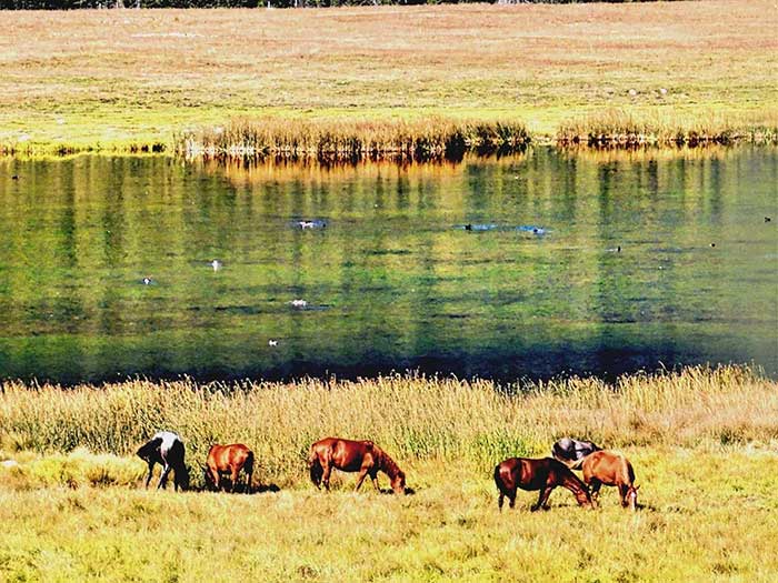 troupeau de chevaux sauvages troupeau de chevaux sauvages