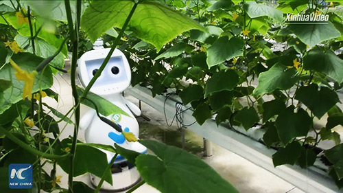 Un robot chinois surveille l'ambiance des serres