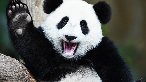 La Chine crée une application pour reconnaître les pandas (photo @ Modh Rasfan / AFP )