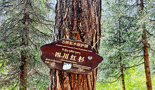 Forêt de séquoias dans la Shuangqiao Valley (2026)